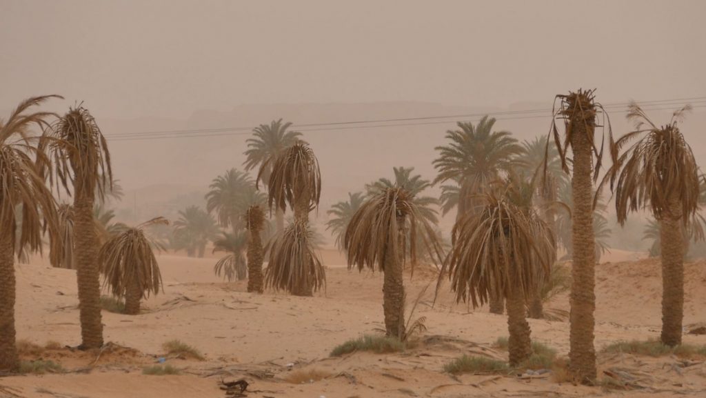AL - Declining palm trees in parts of the traditional Ouargla oasis
