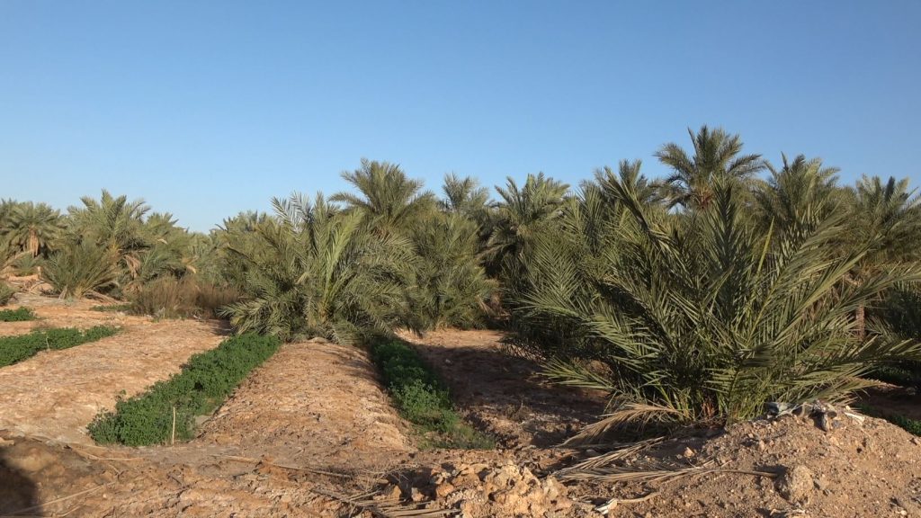 AL - New palm tree planting far beyond the traditional oasis limits in Ouargla