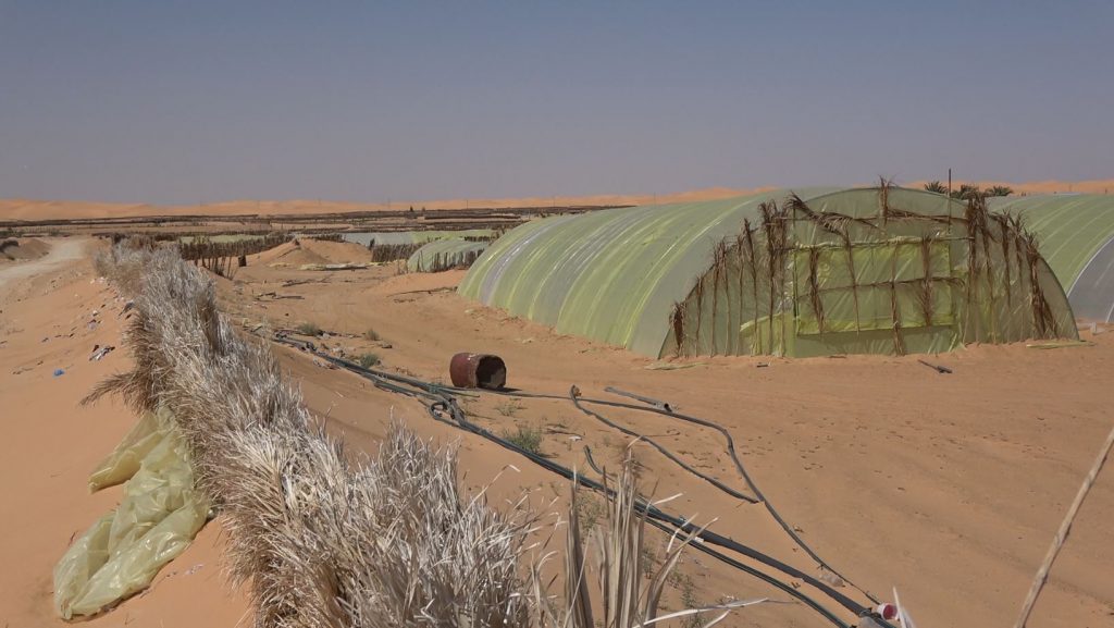 AL - Recent development of greenhouses in the Ouargla region