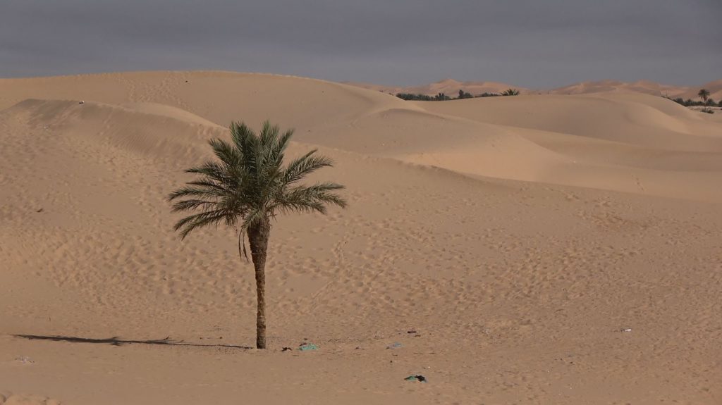 AL - The sandy dunes surrounding Ouargla