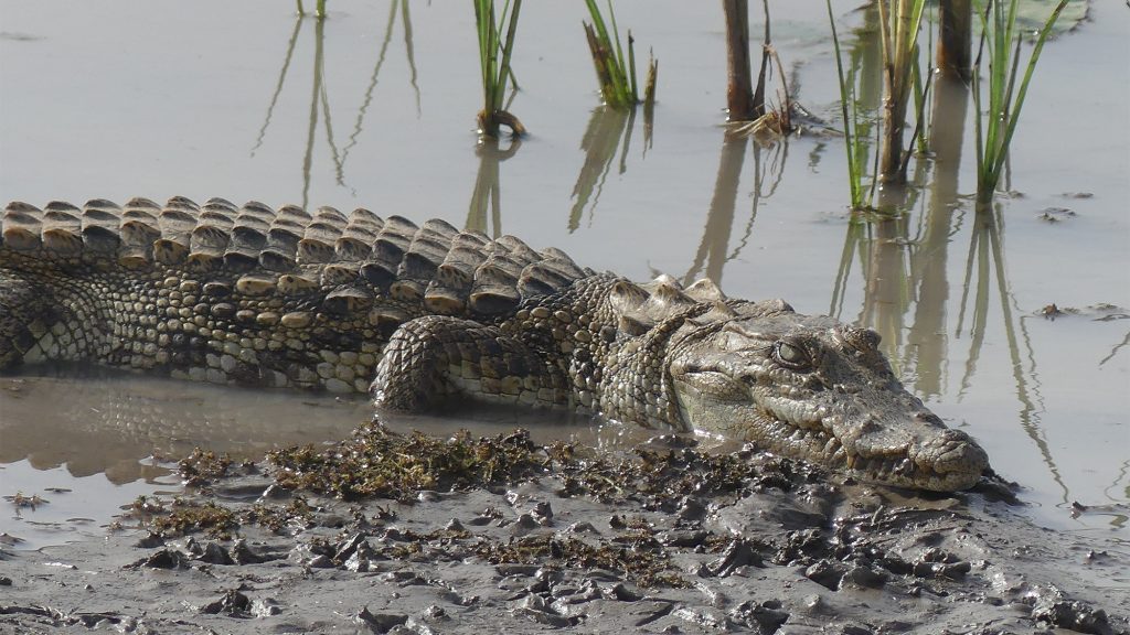 MR - Crocodile in the Diawling National Park