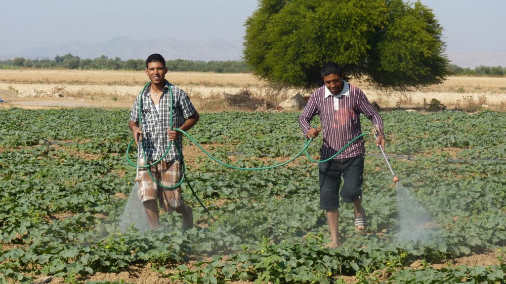 TN – Intensive agricultural development in the Kairouan plain